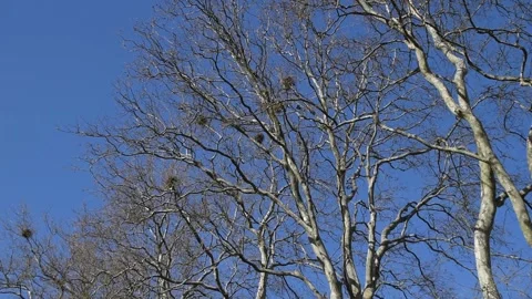 Plane tree branches Stock Footage 152029812