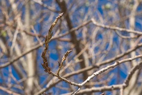 Plane tree bud and branches, burgeon, Stock Photos