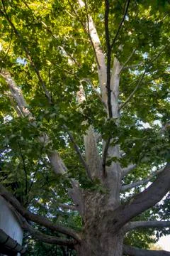 Plane tree canopy Stock Photos