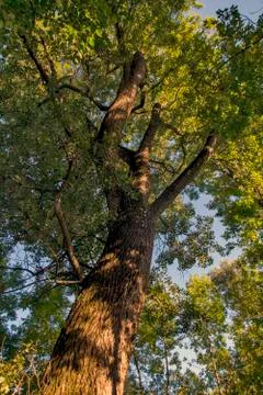 Plane tree canopy Stock Photos