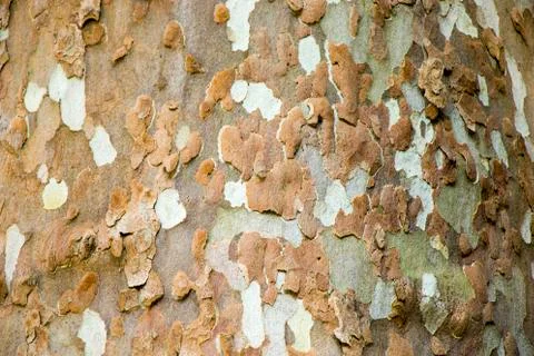 Plane tree close-up background Stock Photos