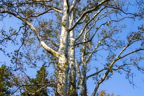 Plane tree close-up on the blue sky, Stock Photos