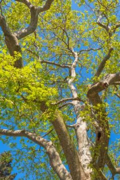 Plane tree close up Stock Photos