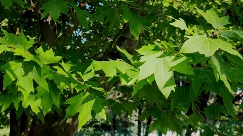 Plane Tree Foliage Stock Footage 84624946