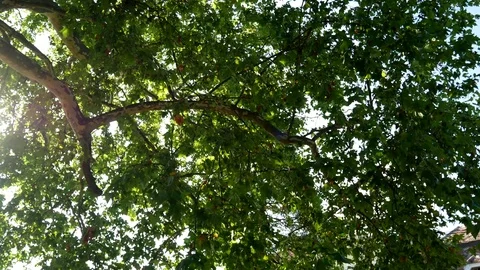Plane tree Stock Footage 81347794