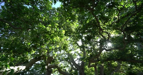 Plane tree Vídeo Stock 245651122