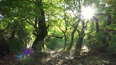 Plane Tree Forest Morning Light Stock Footage 160285628