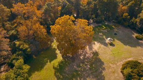 Plane tree at Greek Forest Park 4K Stock Footage 130143484
