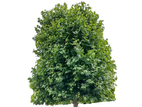 Plane tree isolated on white background. Platanus occidentalis Fotos de archivo