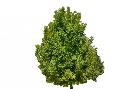 Plane tree isolated on white background. Platanus Stock Photos