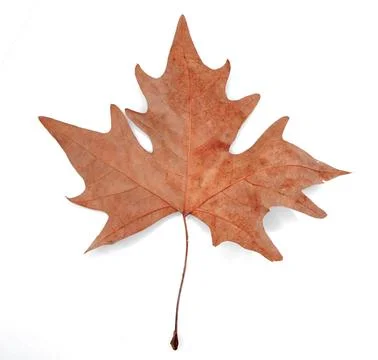 Plane tree leaf isolated Stock Photos