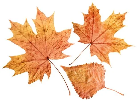 Plane tree leaf Stock Photos