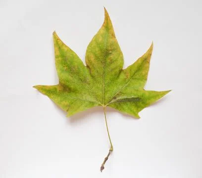 Plane tree leaf Stock Photos