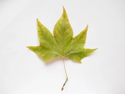 Plane tree leaf Stock Photos