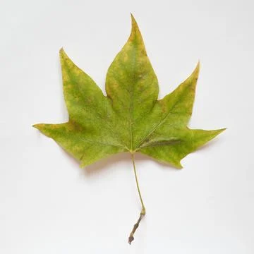 Plane tree leaf Stock Photos