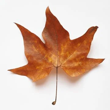 Plane tree leaf Fotos Stock