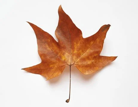 Plane tree leaf Stock Photos