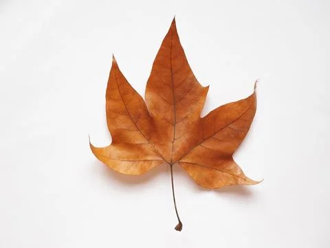 Plane tree leaf Foto stock