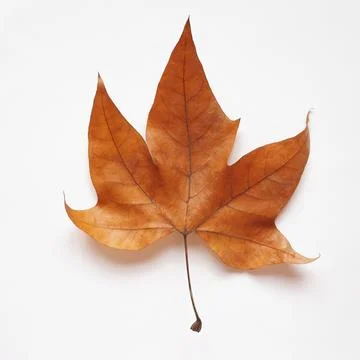 Plane tree leaf Stock Photos