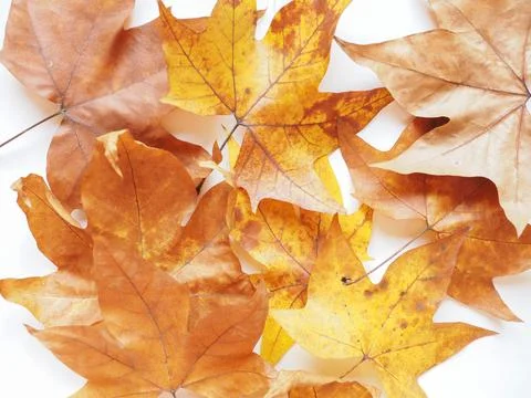 Plane tree leaf Foto stock