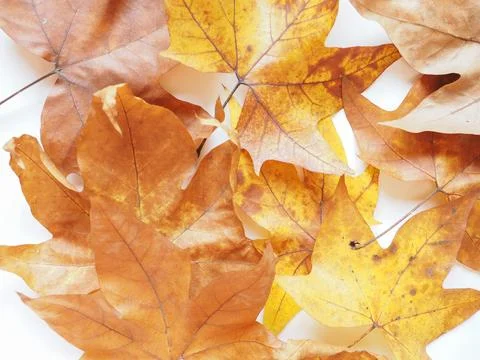 Plane tree leaf Stock Photos
