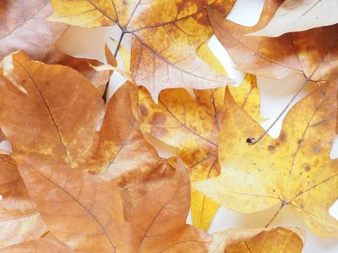 Plane tree leaf Foto stock