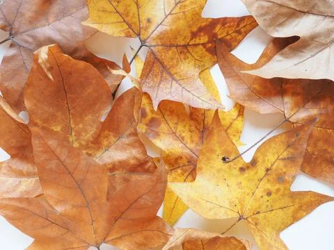 Plane tree leaf Stock Photos