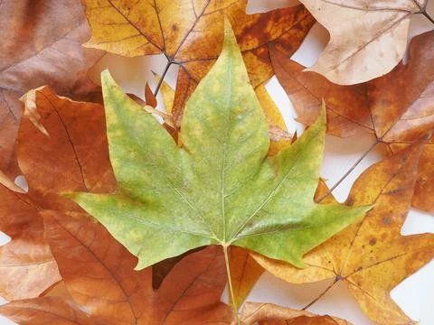 Plane tree leaf Stock Photos