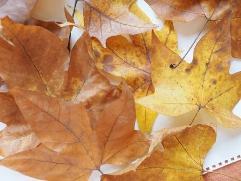 Plane tree leaf 스톡 사진