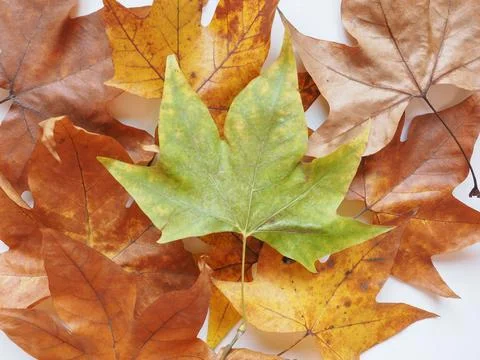 Plane tree leaf Stock Photos