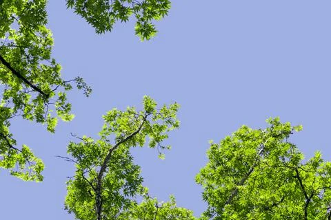 Plane Tree Leaf with sun. Stock Photos