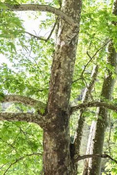 Plane Tree Leaf with sun. Stock Photos