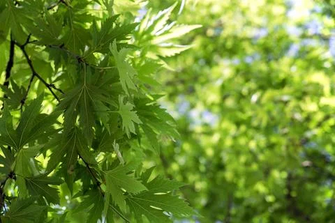 Plane Tree Leaf with sun. Foto stock
