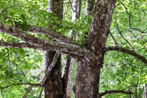 Plane Tree Leaf with sun. Stock Photos