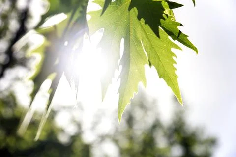 Plane Tree Leaf with sun. Stock Photos