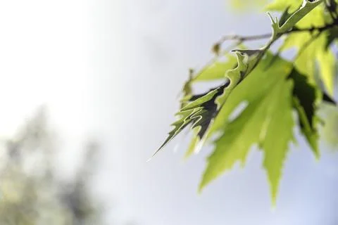 Plane Tree Leaf with sun. Foto stock