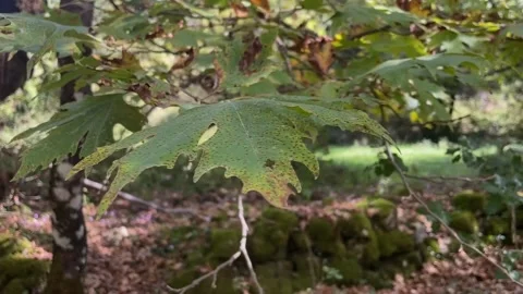Plane Tree Leaves Start to Wither in Autumn Forest Vídeo Stock 303399540