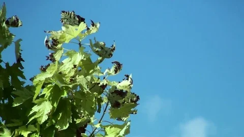 Plane tree leaves swaying in the wind on a summer day Stock Footage 78291974