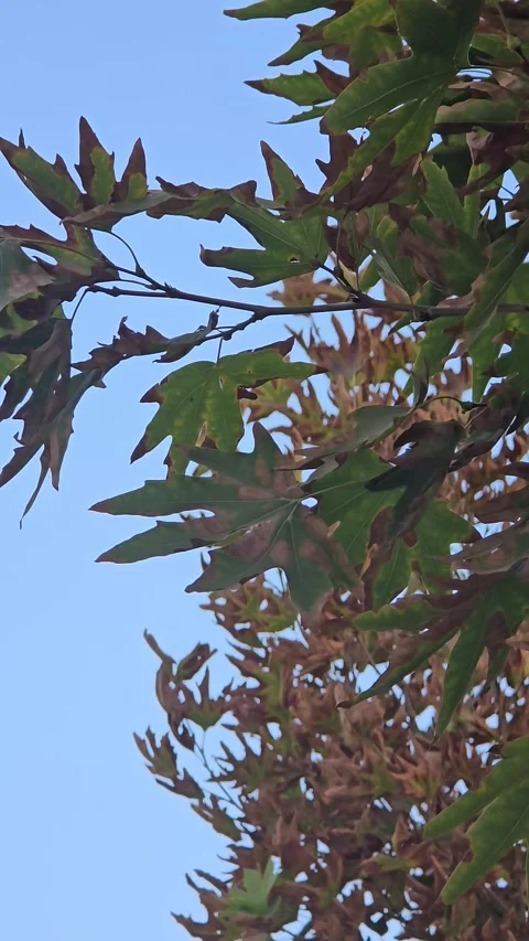 Plane Tree Leaves Swaying Wind Stock Footage Video Stock Footage 317673813