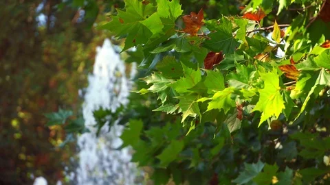 Plane tree leaves swinging at slow motion. Blurry fountain background (graded) Stock Footage 119754335