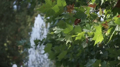 Plane tree leaves swinging at slow motion. Blurry fountain background (ungraded) Stock Footage 119754960
