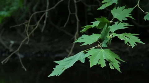 Plane Tree Leaves on a Water Stream Spring Creek in Plane Oak Forest Stock Footage 93318899