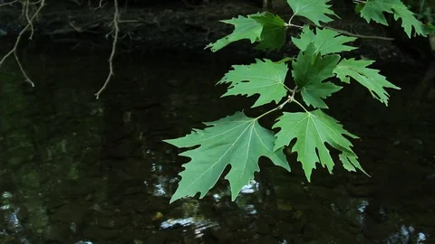 Plane Tree Leaves on a Water Stream Spring Creek in Plane Oak Forest Stock Footage 93318936
