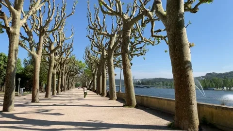 Plane tree lined riverside walk along the Mondego River in Coimbra Portugal Stock Footage 107306007