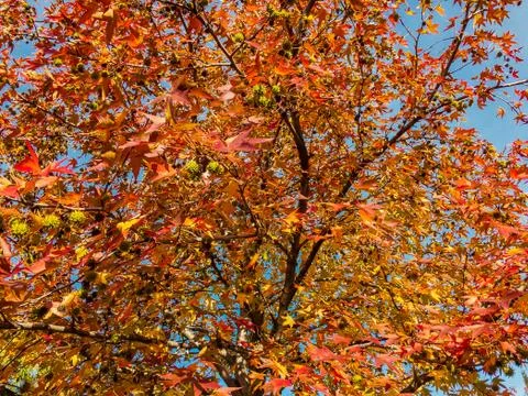 Plane tree or plane tree (lat. Platanus orientalis) with orange-red leaves. Stock Photos