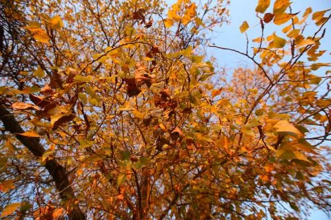 A plane tree with orange leaves and cones against the blue sky in the wind. G Stock Photos