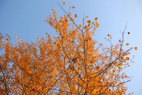 A plane tree with orange leaves and cones against the blue sky in the wind. G Stock Photos