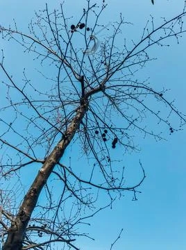 Plane tree Fotos Stock