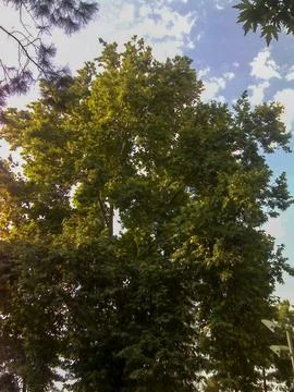 Plane tree Stock Photos