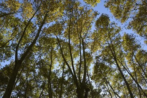 Plane tree photographed from below Stock Photos